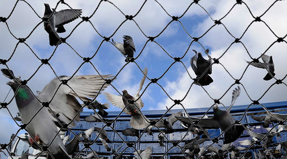 Birds Protection Nets Dealers