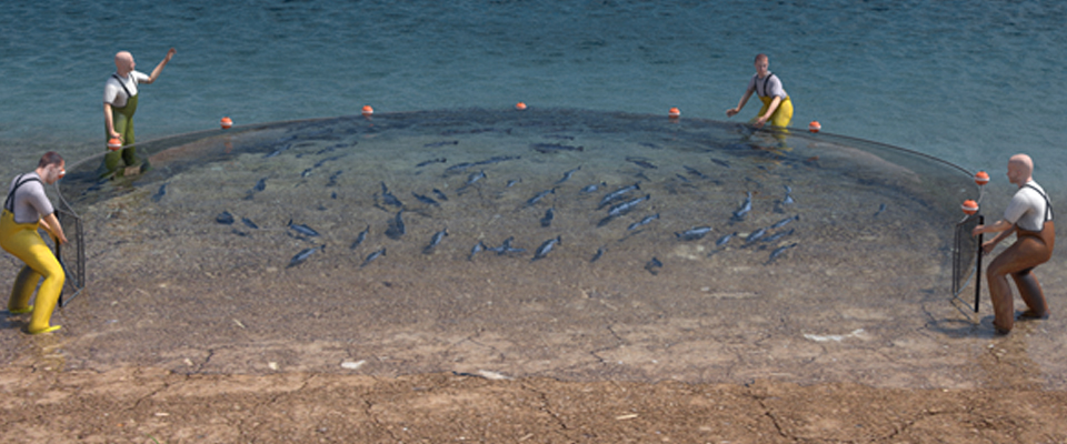 Drag Nets in Hyderabad