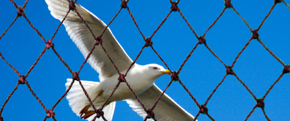 Bird netting services in hyderabad